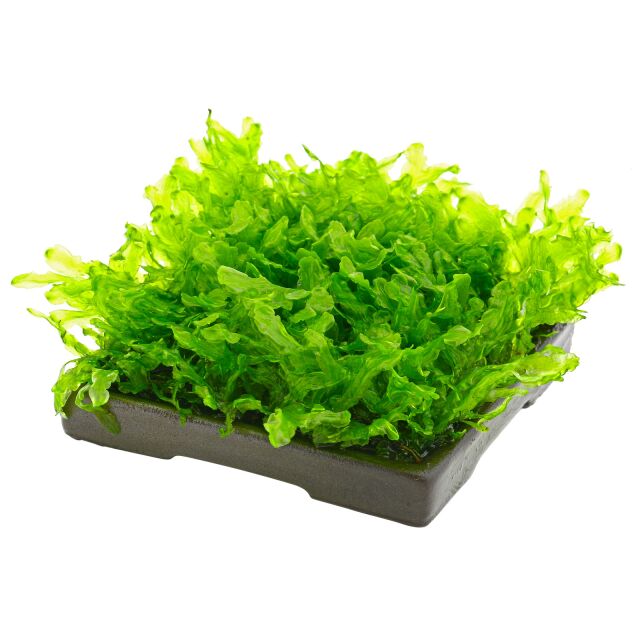 薄层终极玉米糖尿病