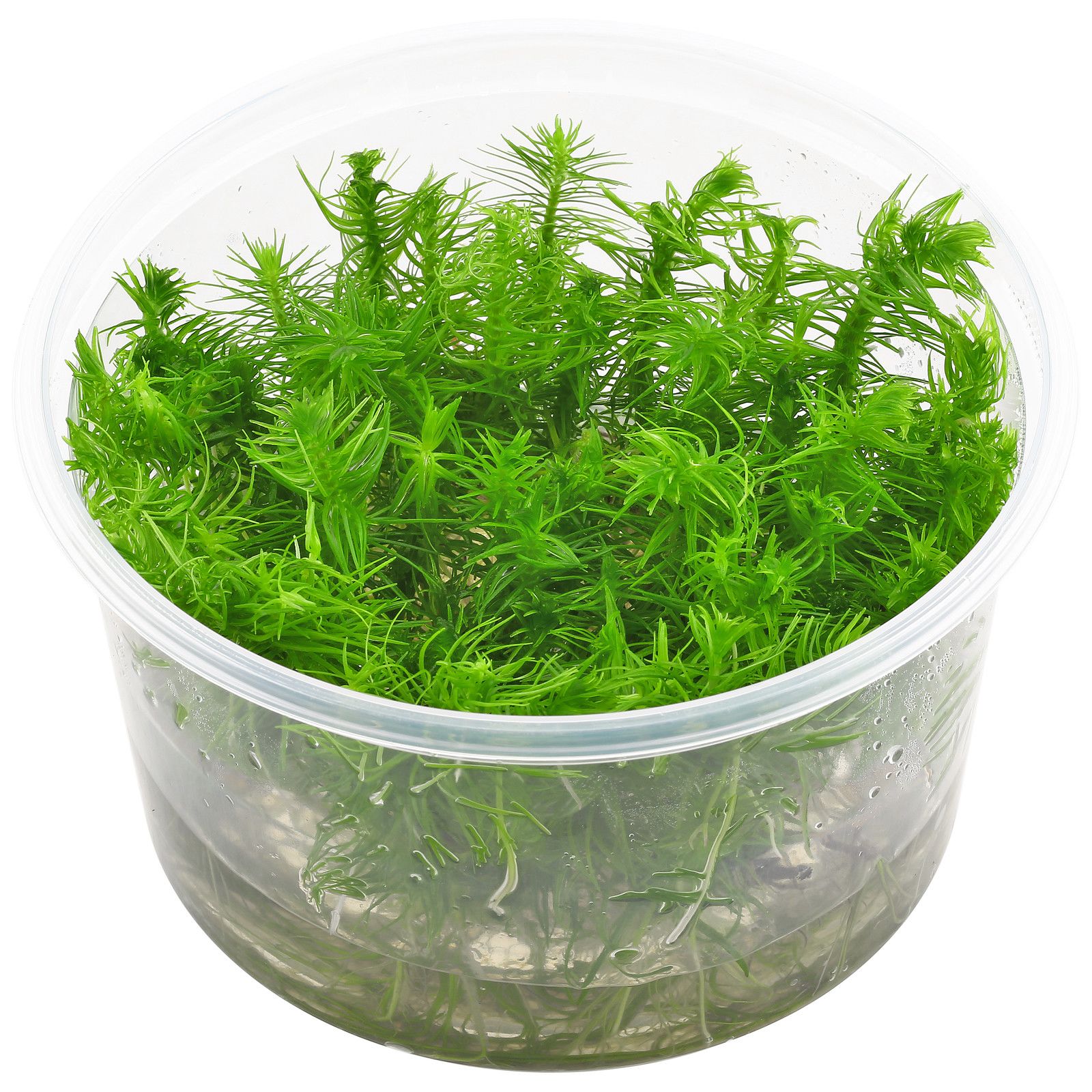 Pogostemon Deccanensis.