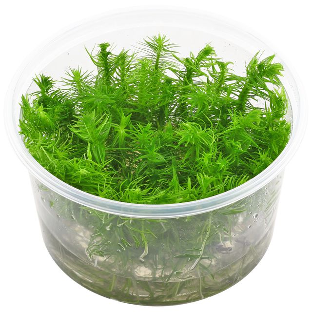 Pogostemon Deccanensis.