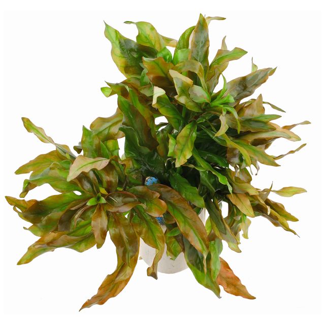 多果路德维希亚