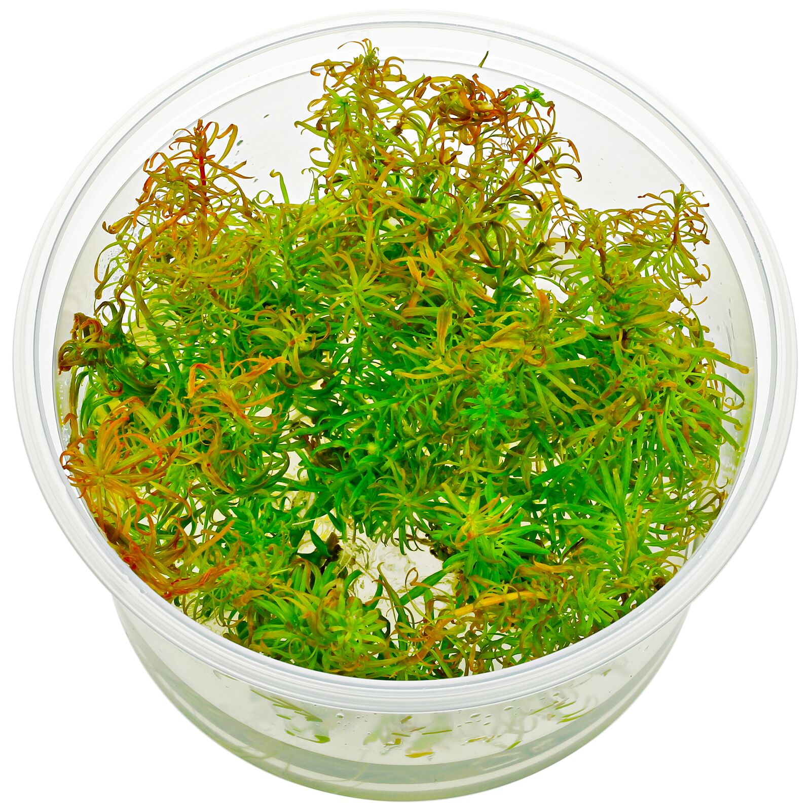 黑蕨变种'潘塔纳尔'