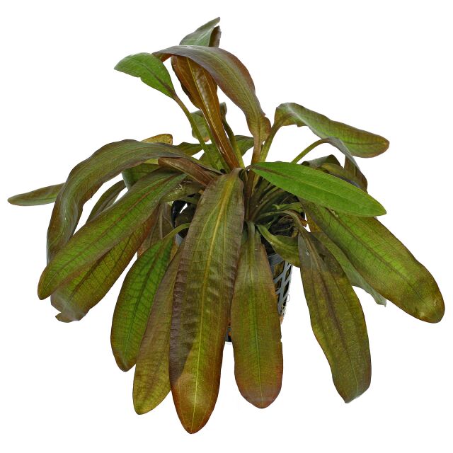 Echinodorus鲁宾的