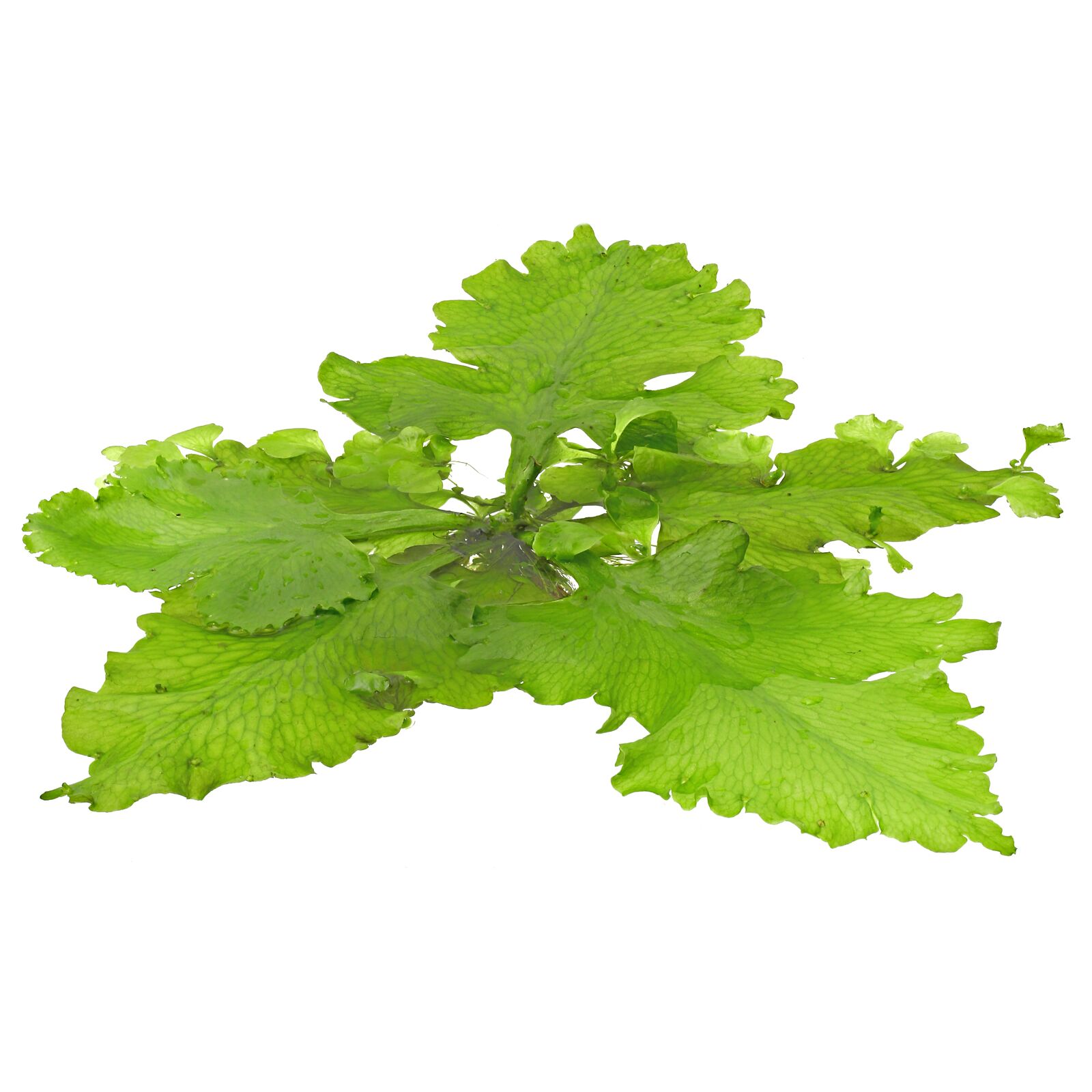 Ceratopteris pteridoides.