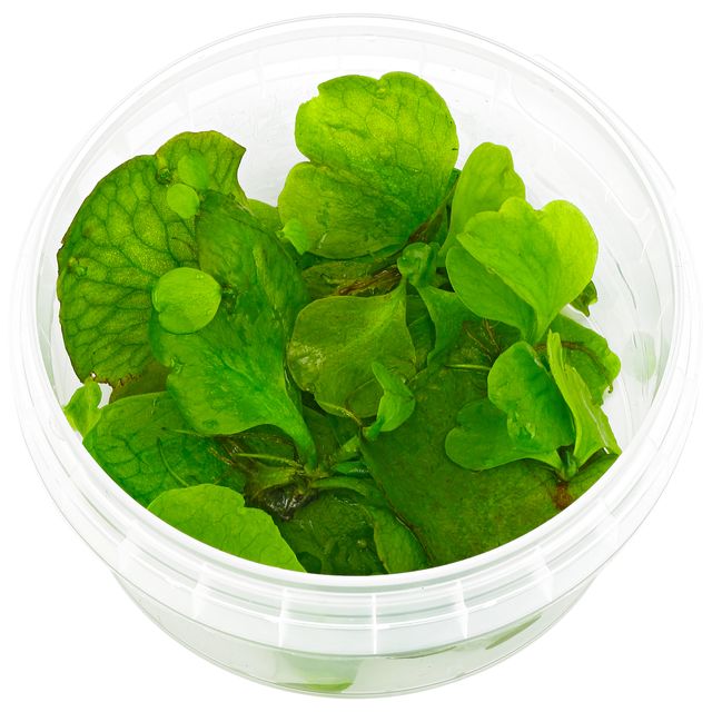 Ceratopteris pteridoides.