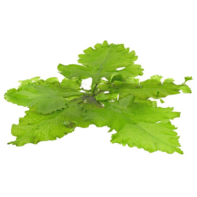 Ceratopteris pteridoides.