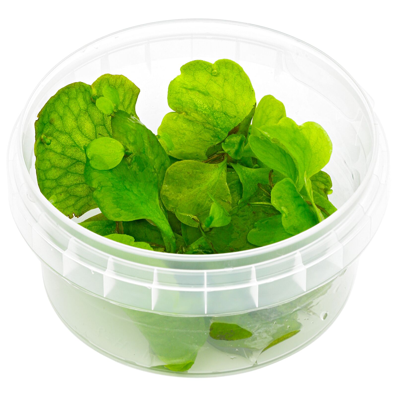 Ceratopteris pteridoides.