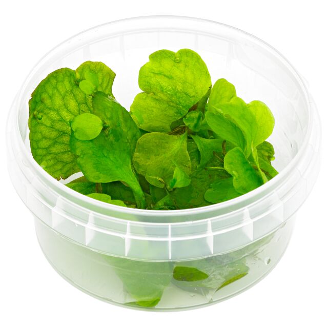 Ceratopteris pteridoides.