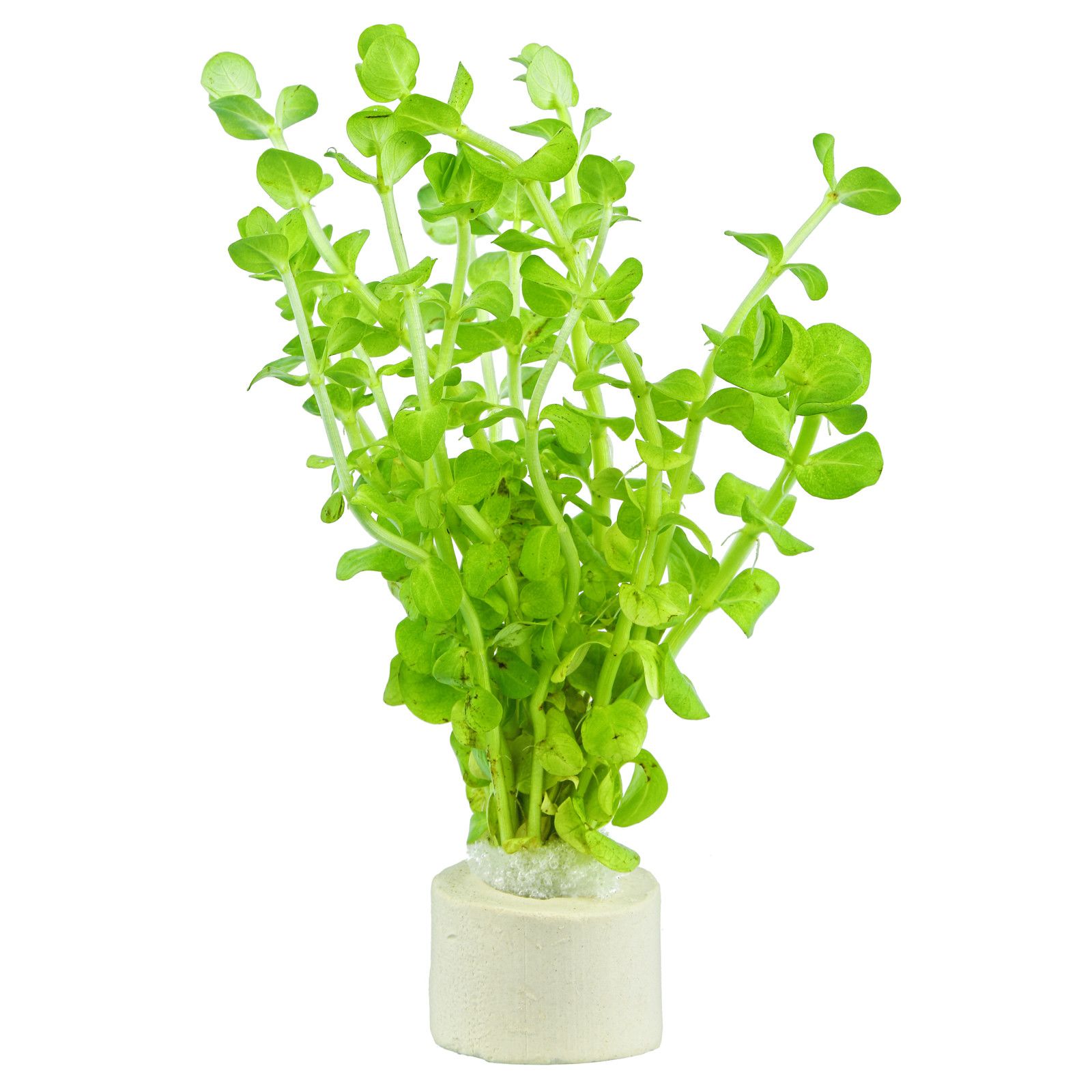 罗拉塔·罗杜尼亚