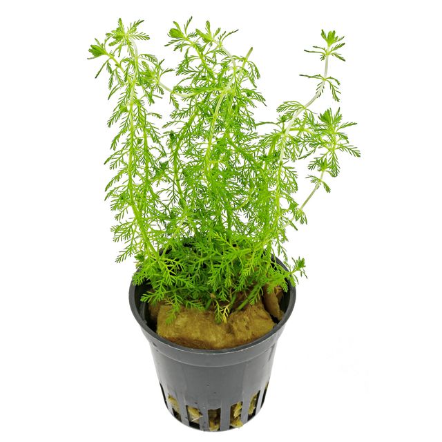 Myriophyllum sp。“Guyana"