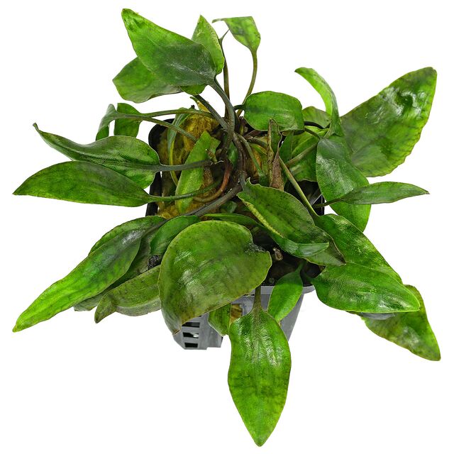 Cryptocoryne“Purpurea"