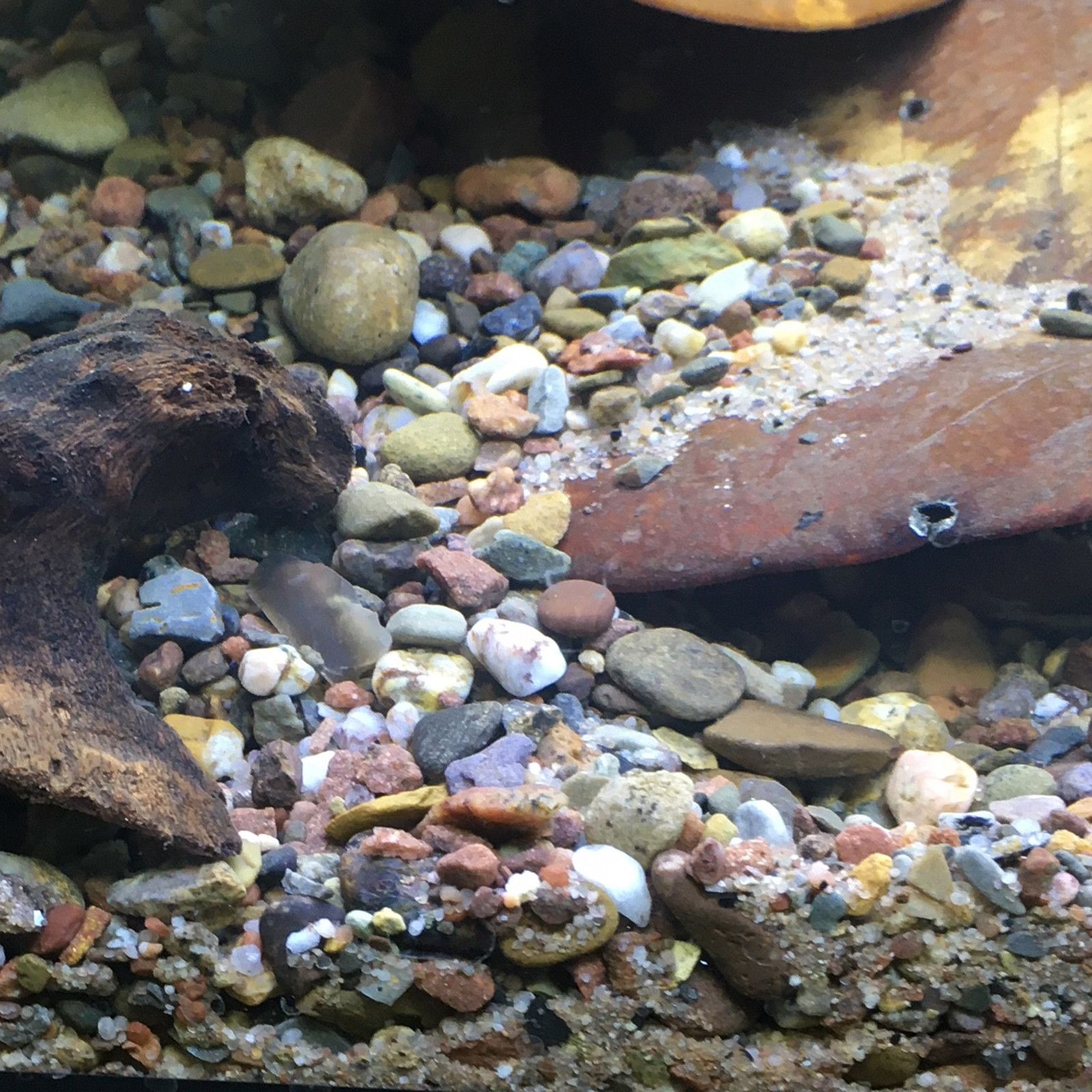 返回自然 - 亚马逊衬底 -  10千克