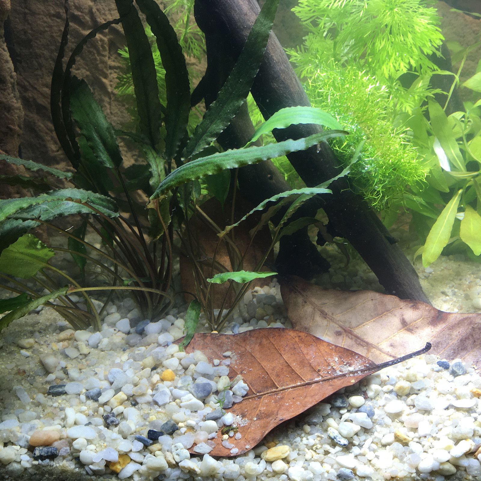 返回自然 - 婆罗洲衬底 -  10千克