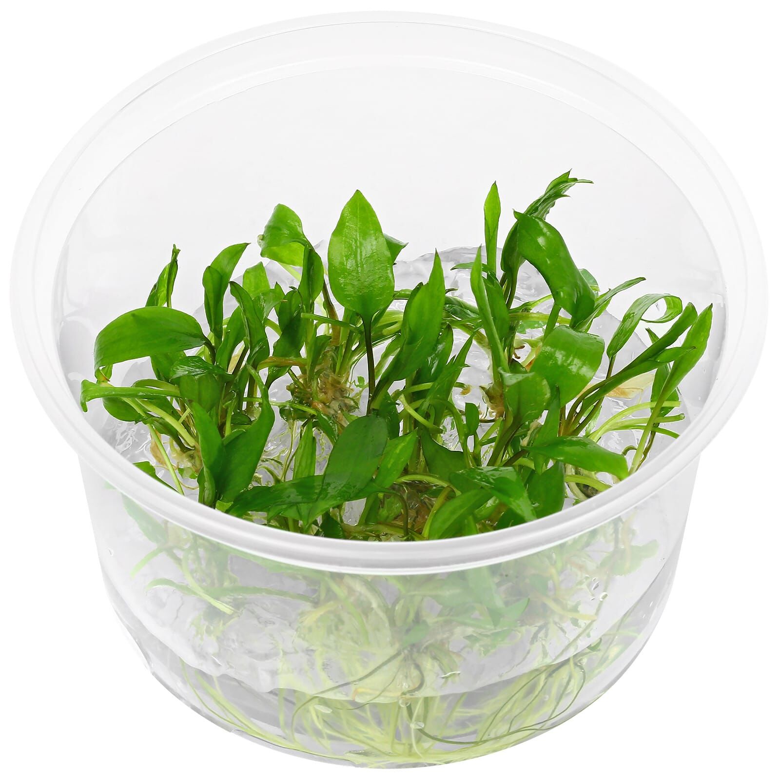 Cryptocoryne Wendtii'Green Gecko'