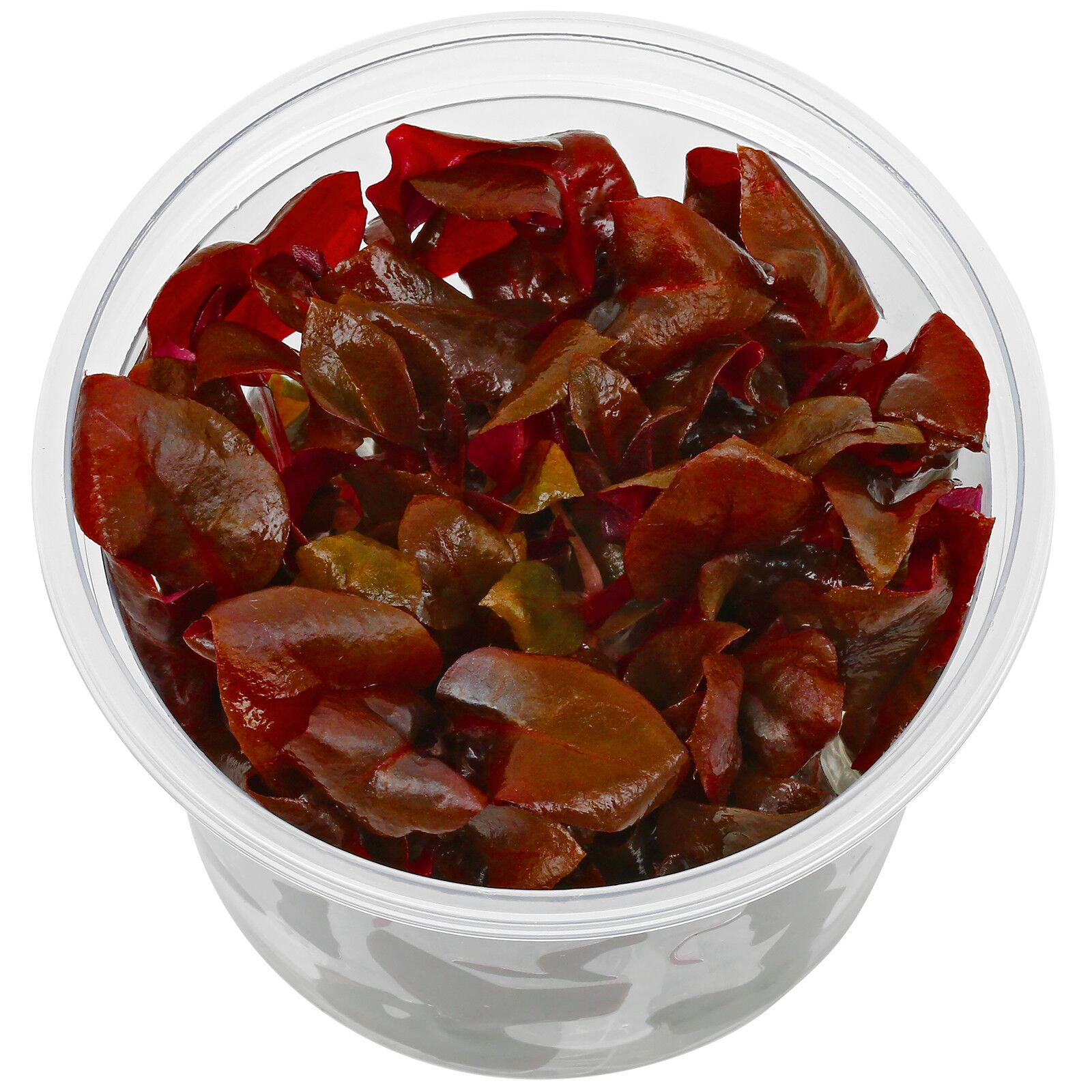 其中,reineckii Lilacina”