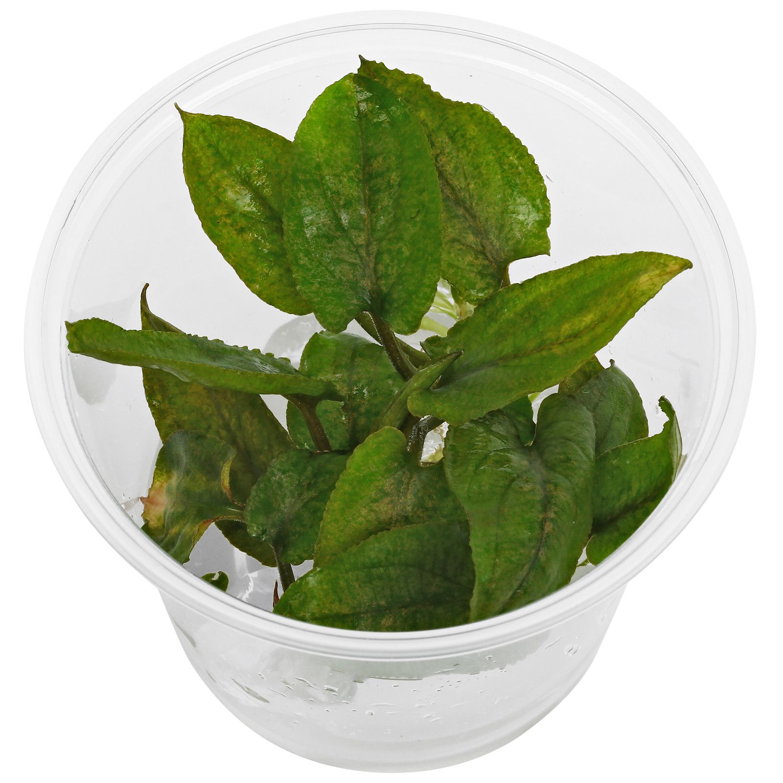 Lagenandra keralensis.