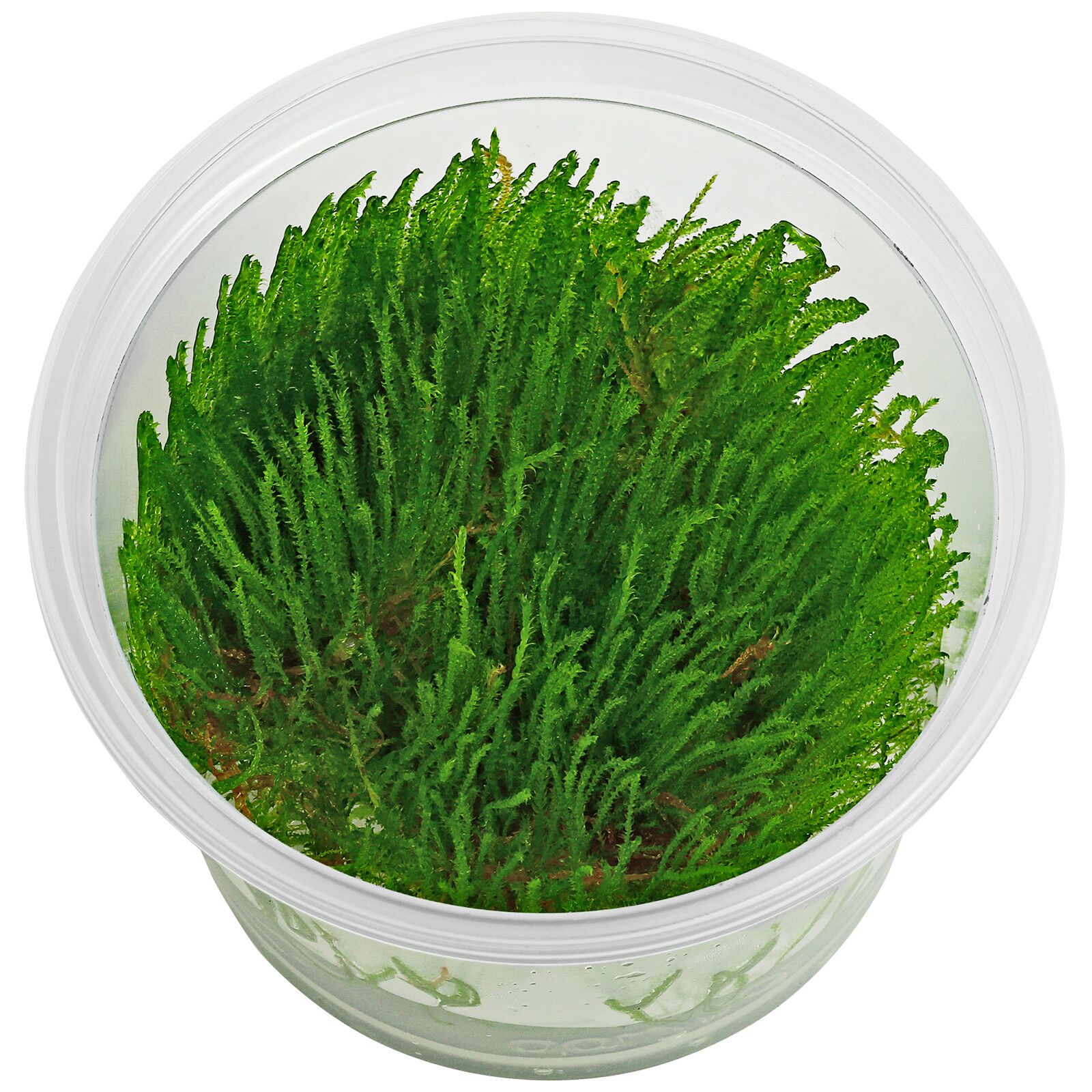 Taxiphyllum sp。“Giant"