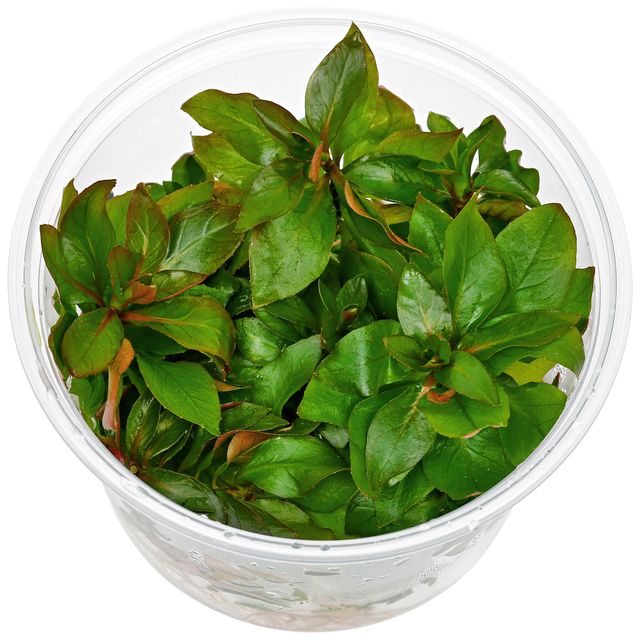 多果路德维希亚