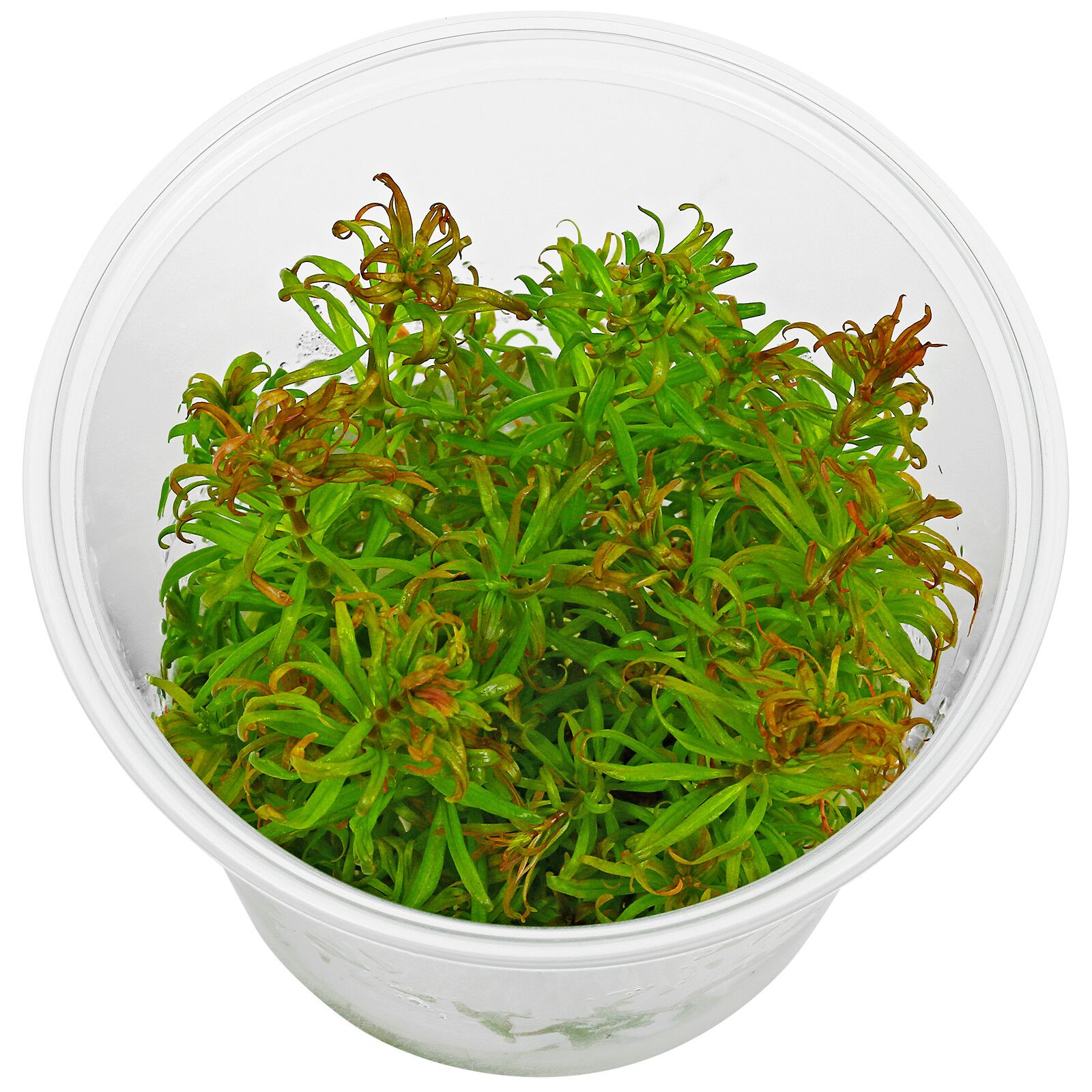 黑蕨变种'潘塔纳尔'