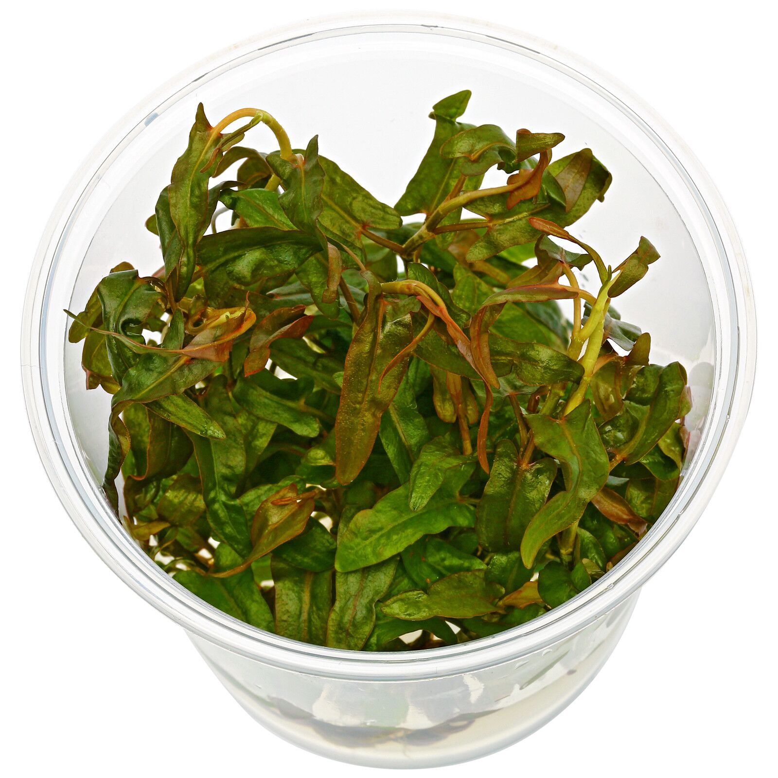 红脚鹬praetermissa