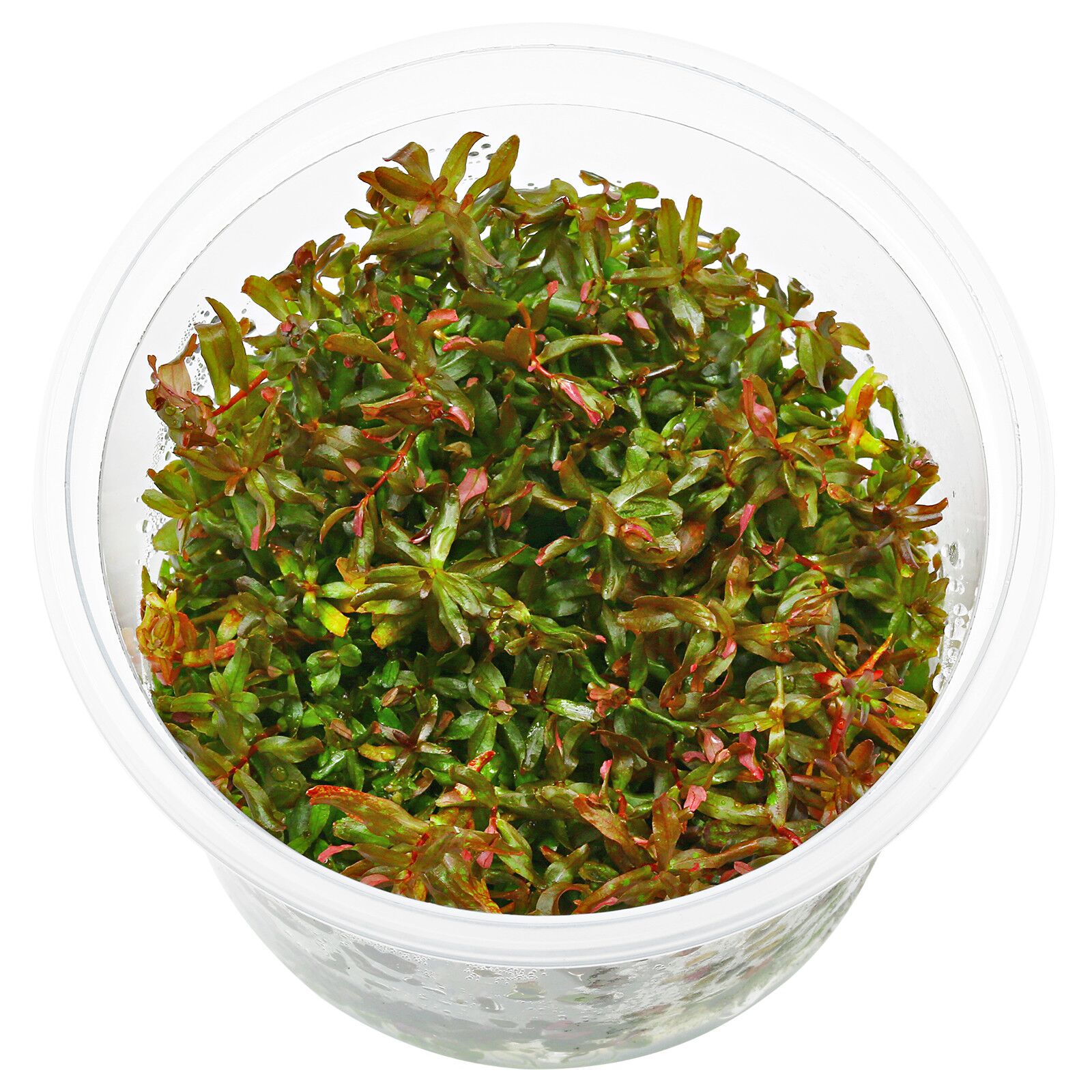 Rotala macrandra“迷你型4”
