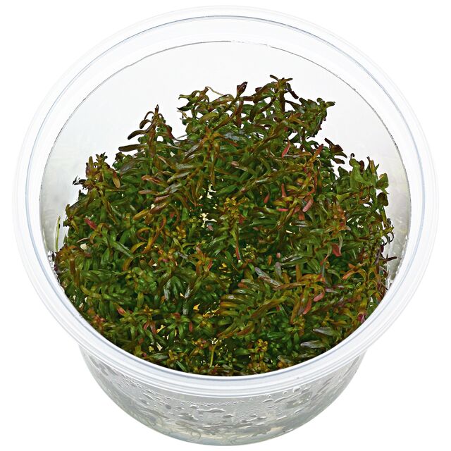 Rotala macrandra“迷你型4”