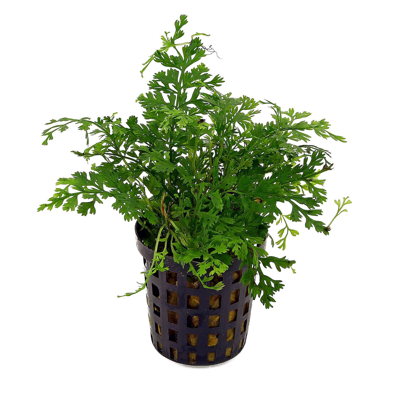 Bolbitis heteroclita“difformis"