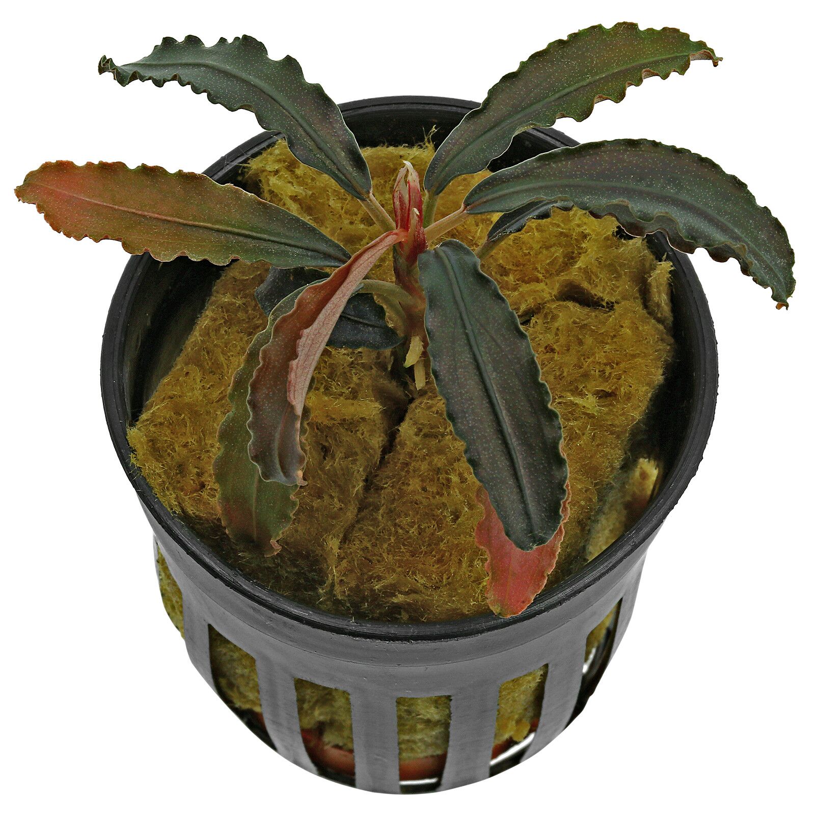 Bucephalandra sp。“Kedagang"