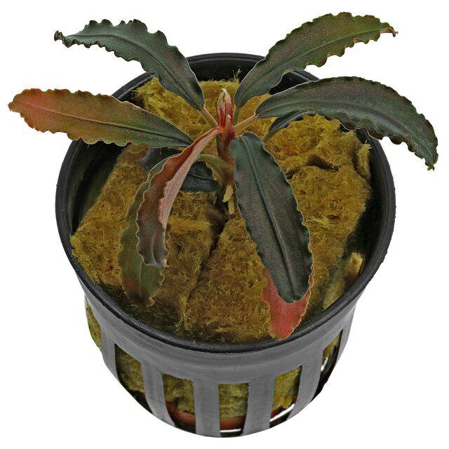 Bucephalandra sp。“Kedagang"