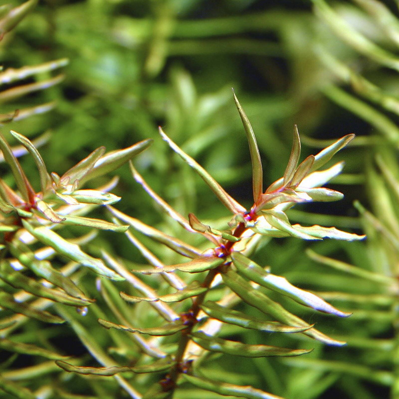 迪普西斯戴安德拉