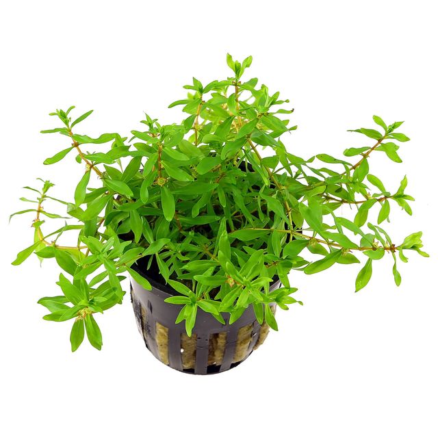 迪普西斯戴安德拉