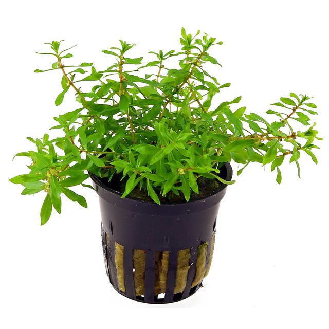 迪普西斯戴安德拉