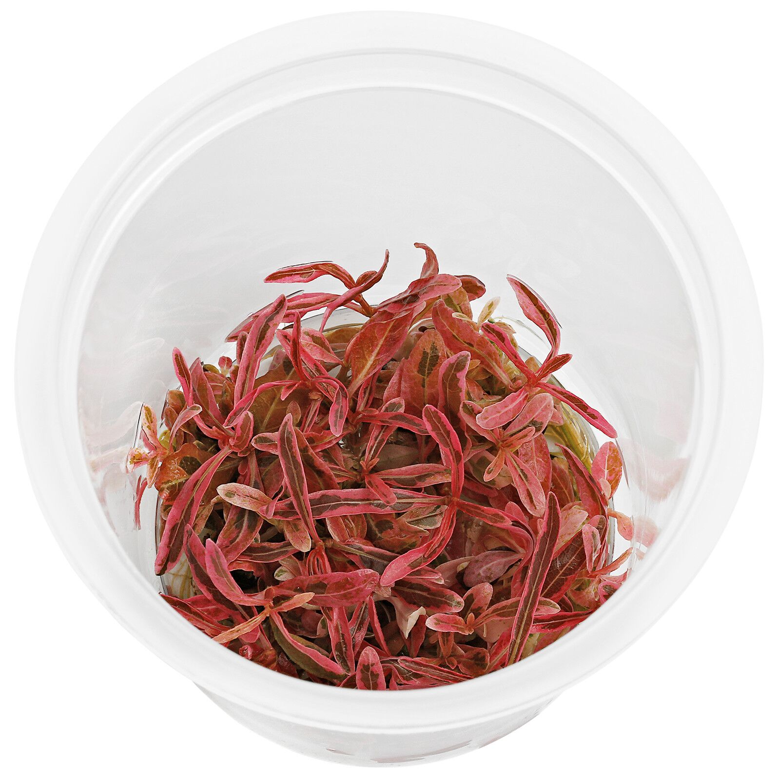 Hygrophila lancea“茶”