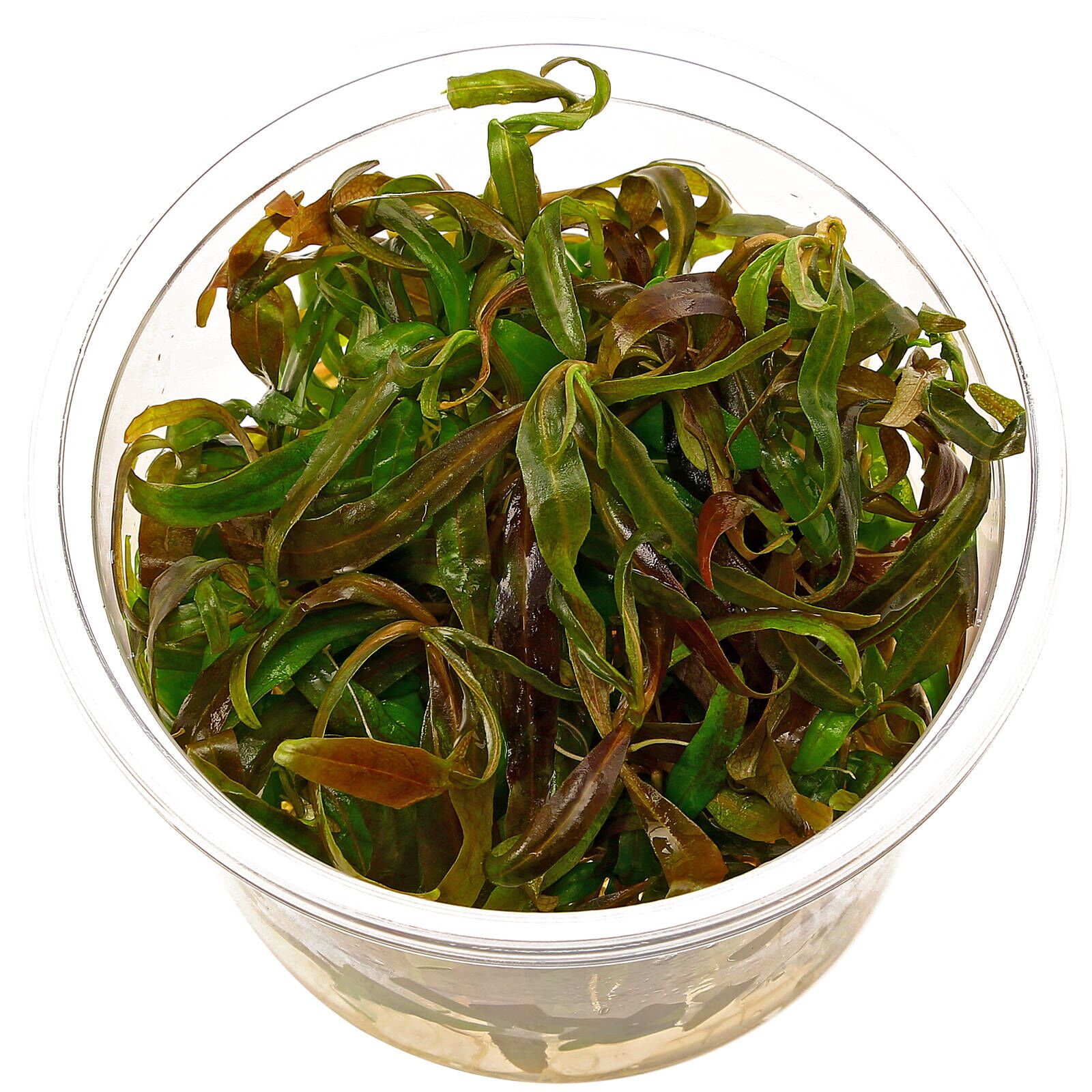 Hygrophila polysperma“Tiger"