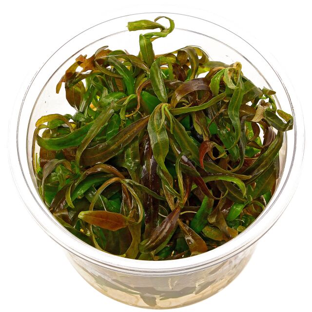 Hygrophila polysperma“Tiger"