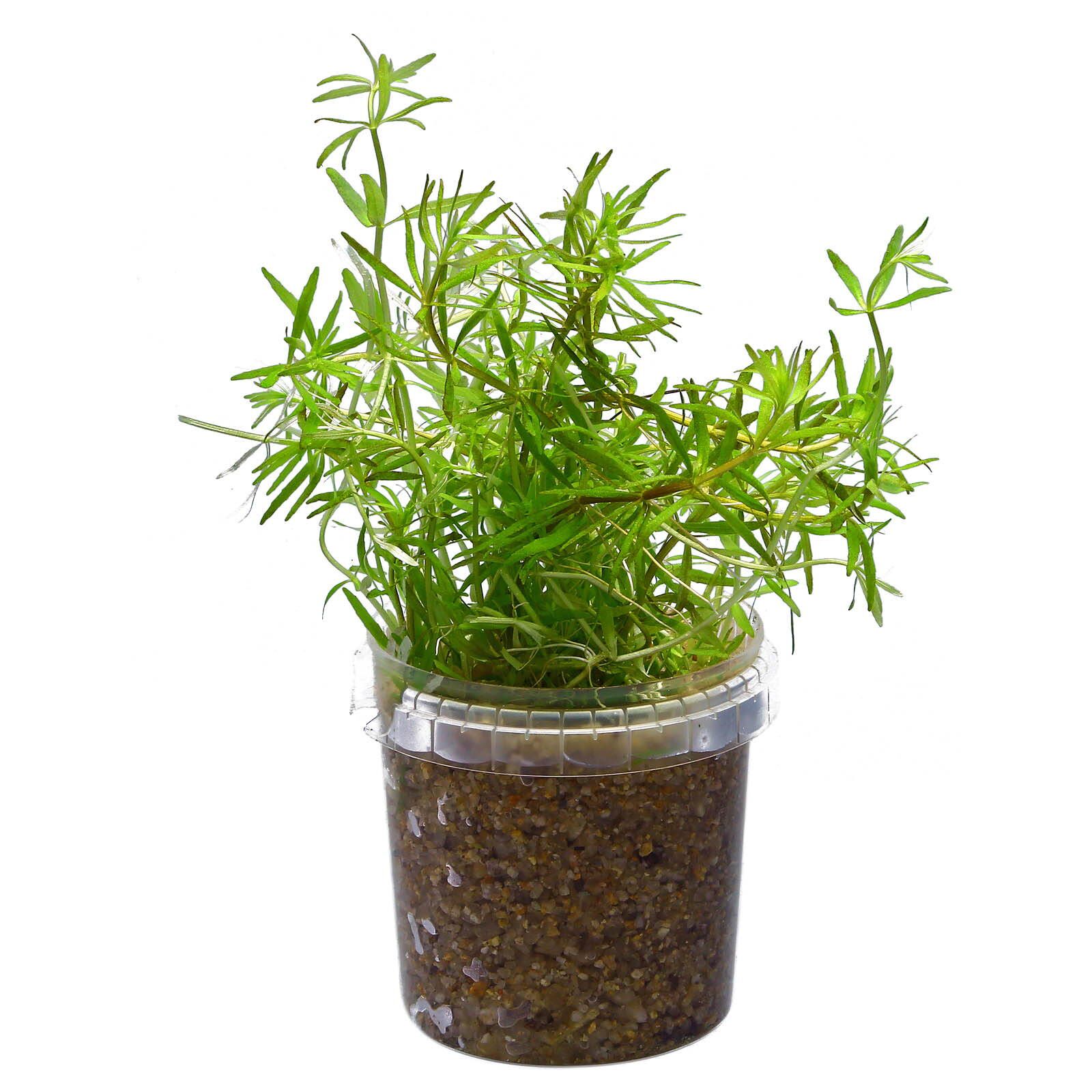 Limnophila sp。“Vietnam"