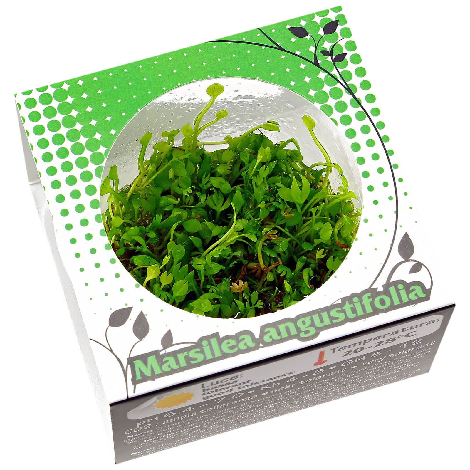 Marsilea angustifolia