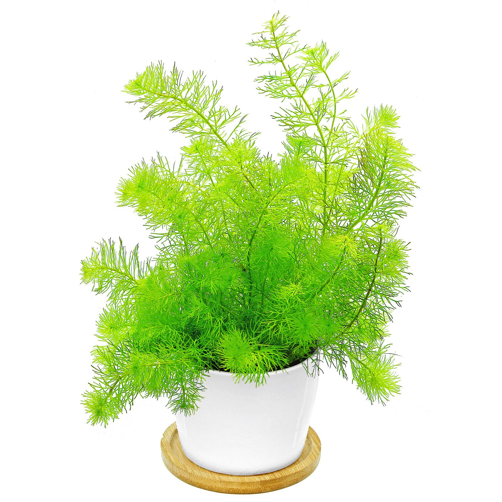 Myriophyllum sp。“Guyana"