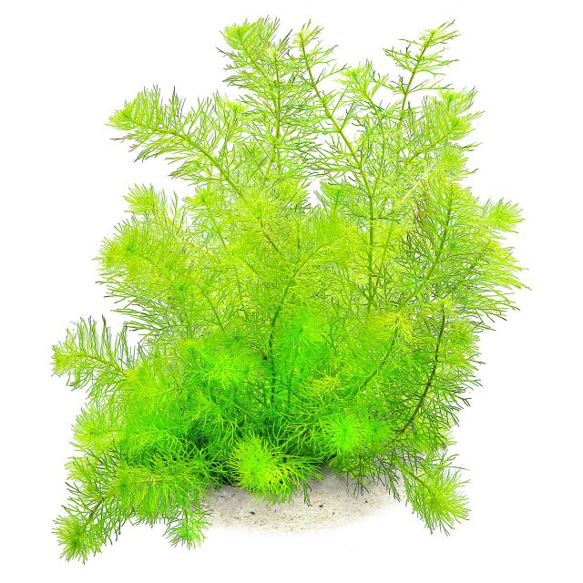 Myriophyllum sp。“Guyana"