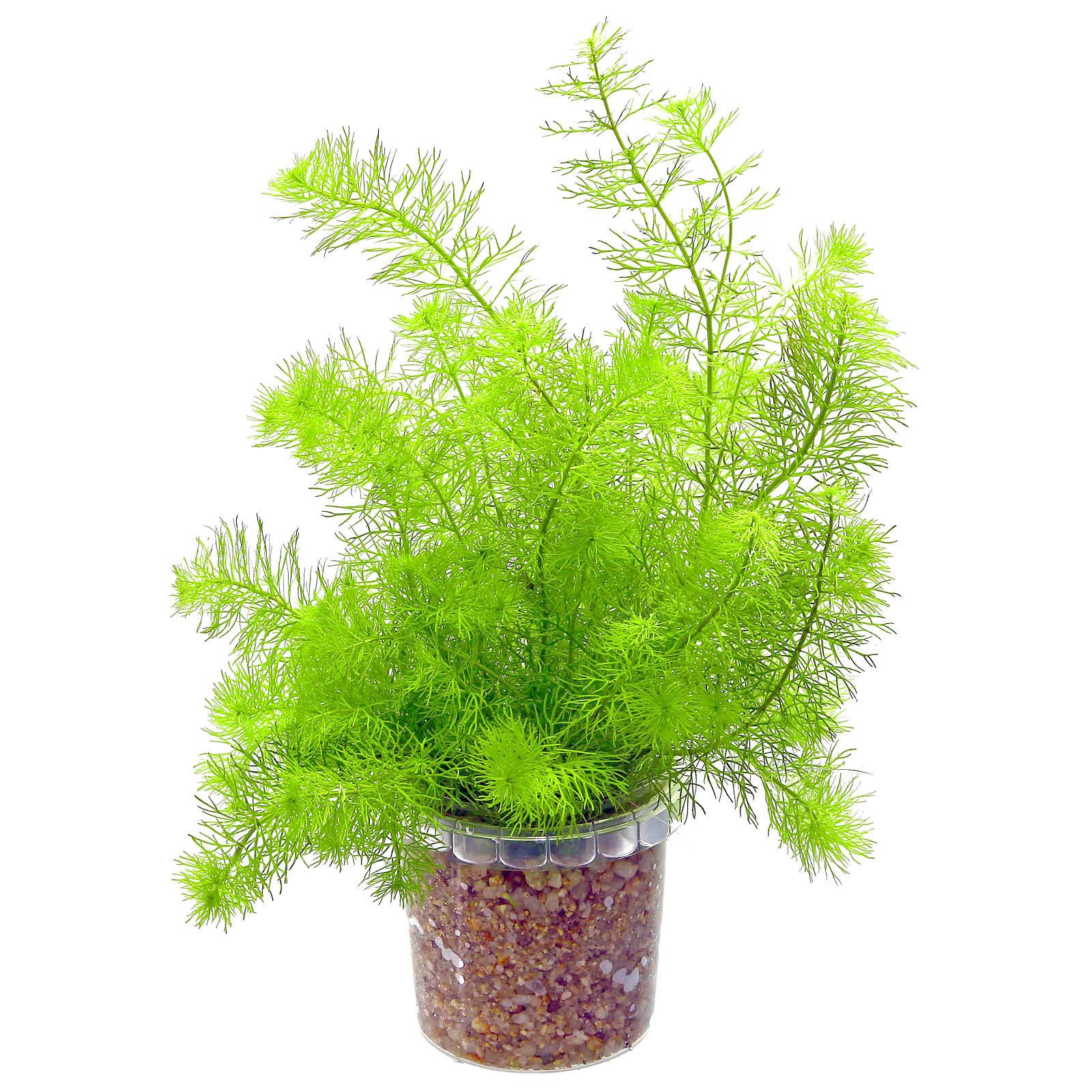 Myriophyllum sp。“Guyana"