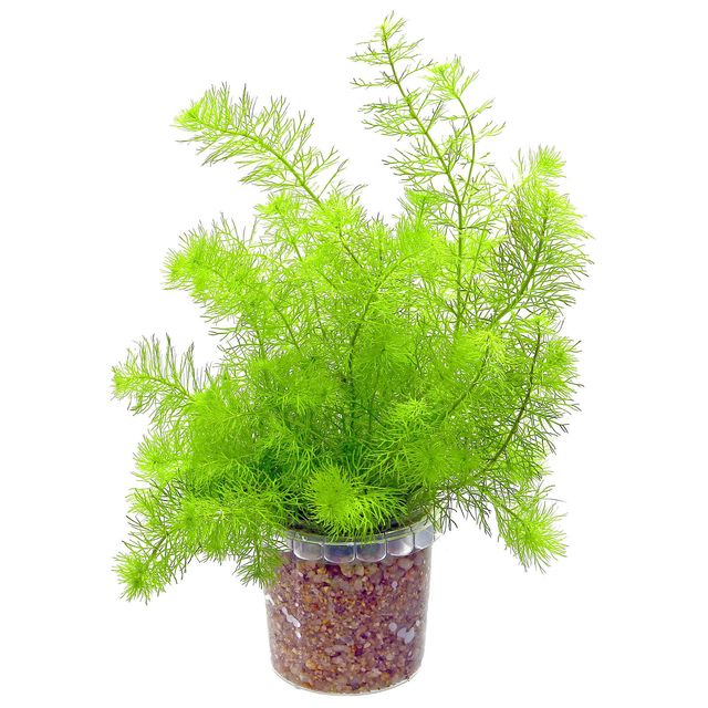Myriophyllum sp。“Guyana"