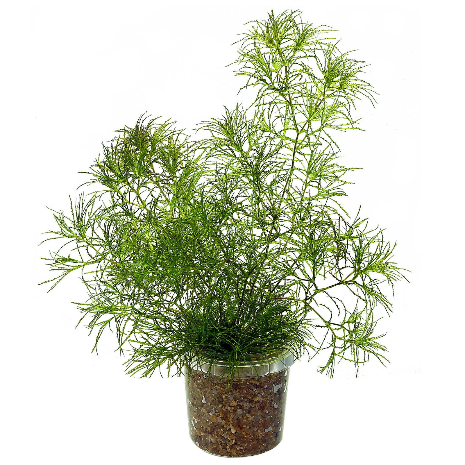 眼镜蛇sp。“Roraima"