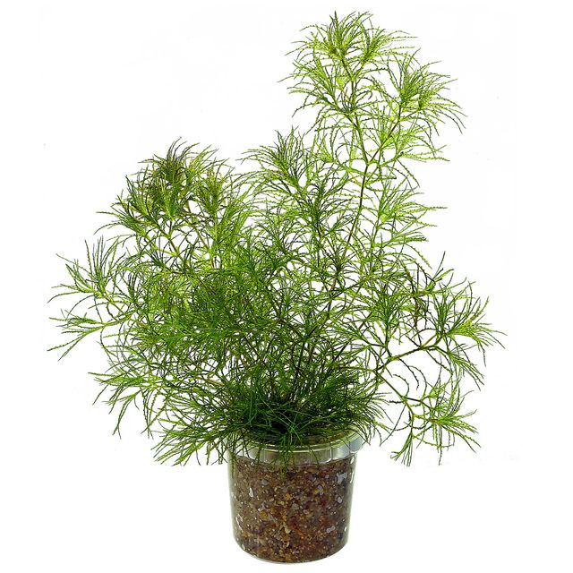 眼镜蛇sp。“Roraima"