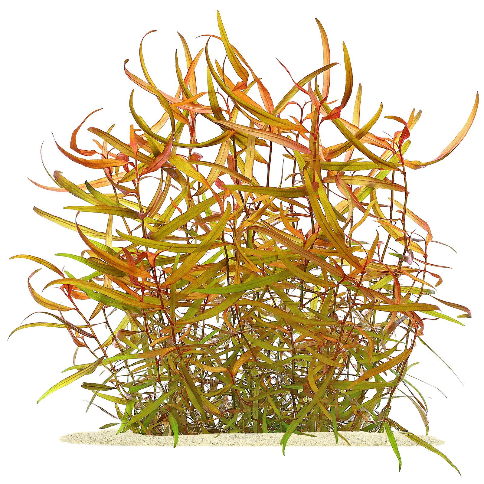 红脚鹬sp。'kawagooeanum'