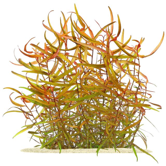 红脚鹬sp。'kawagooeanum'