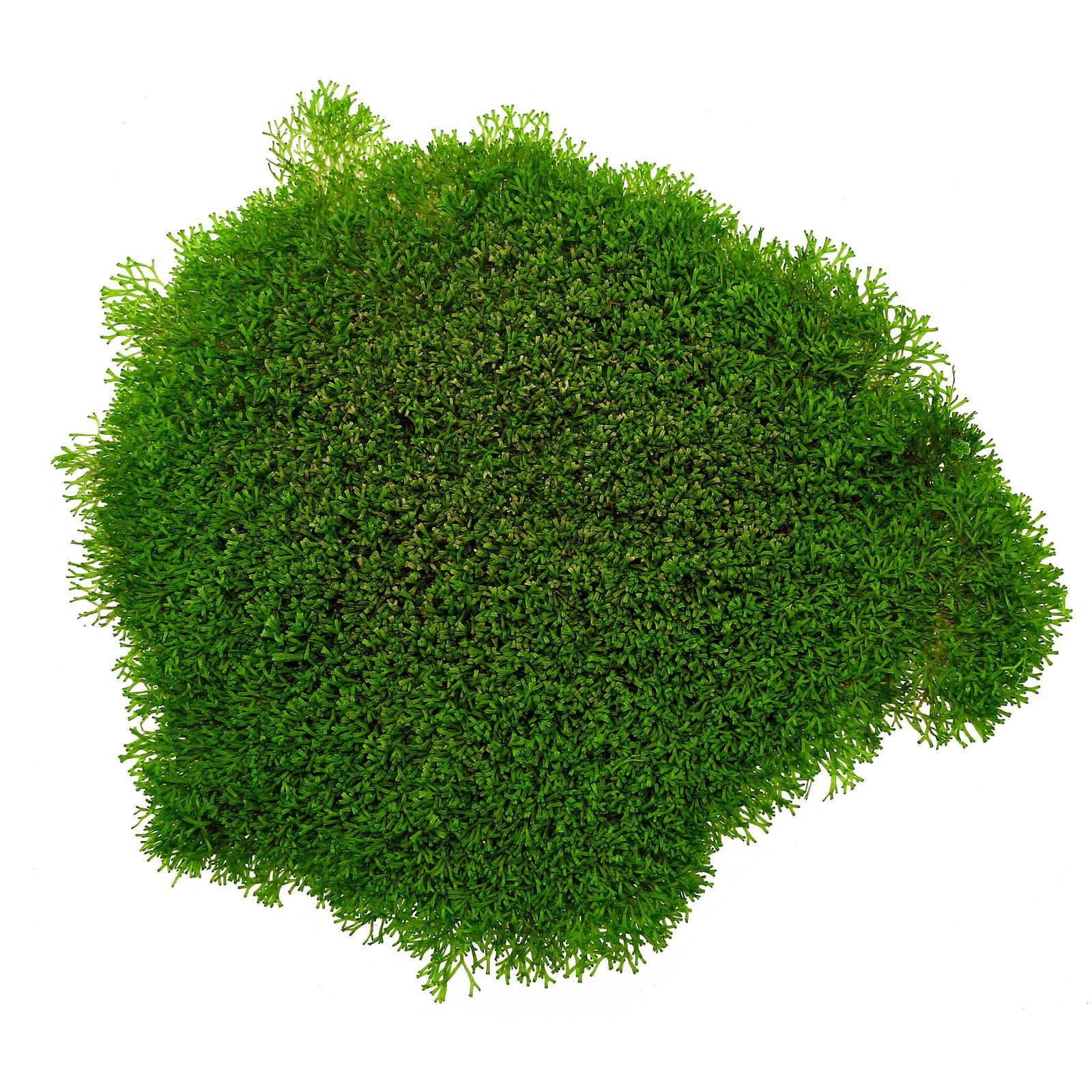 Riccia sp。“Dwarf"