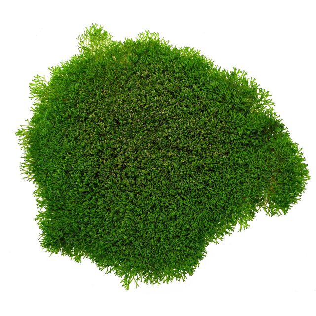 Riccia sp。“Dwarf"