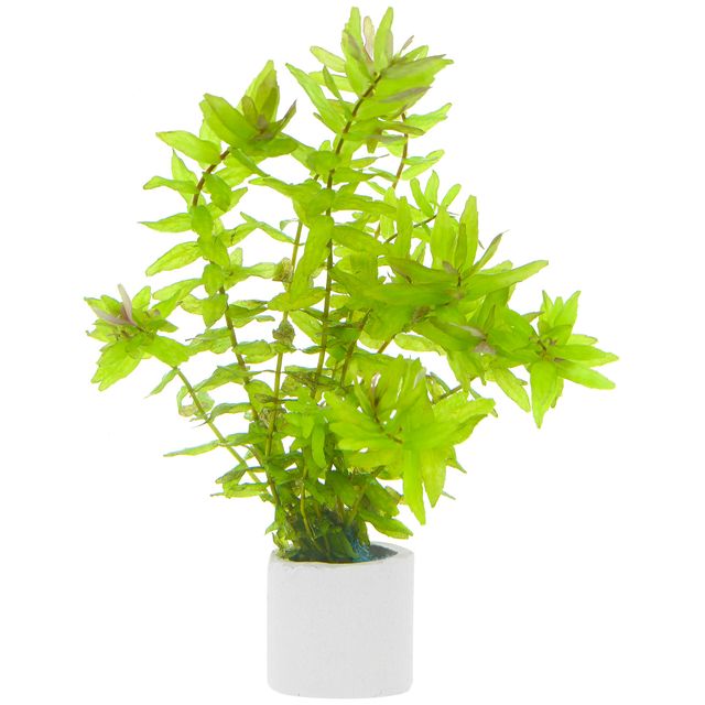 Rotala macrandra“Green"/“Wavy"