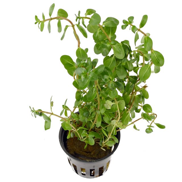 Rotala macrandra“Green"/“Wavy"