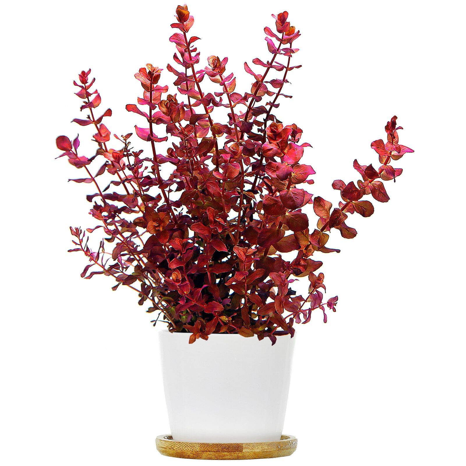 Rotala macrandra“迷你型4”