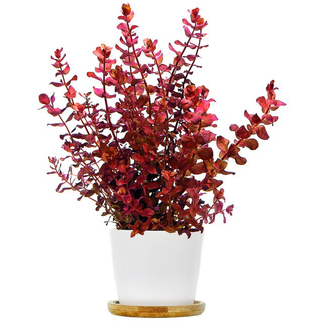 Rotala macrandra“迷你型4”